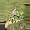 plant/Hoya kentiana albomarginata ‘lori lyn’-0-thumbnail