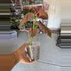 plant/begonia brevirimosa-2-thumbnail