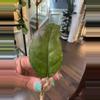 plant/Hoya AH 049-3-thumbnail
