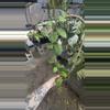 plant/PL128: Tomatoensis trellis-0-thumbnail