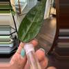 plant/Hoya Amoena-1-thumbnail