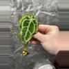 plant/*Offset/clone* Selbys Silver X Forgetii “Silver” #4-0-thumbnail