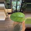 plant/hoya monetteae-1-thumbnail