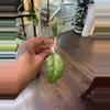 plant/Hoya AH 049-1-thumbnail