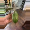 plant/Hoya Tequila Sunrise-1-thumbnail
