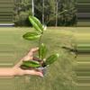 plant/Hoya pubicalyx super splash-0-thumbnail
