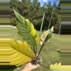 plant/Philodendron caramel marble-1-thumbnail