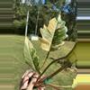 plant/Philodendron caramel marble-2-thumbnail