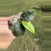 plant/Hoya SMS june-0-thumbnail