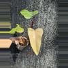 plant/Philodendron strawberry shake-0-thumbnail