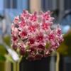 plant/PL128: Tomatoensis trellis-1-thumbnail