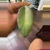 plant/Hoya NOID (dark margin; peach flowers)-1-thumbnail