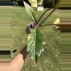 plant/Philodendron caramel marble-4-thumbnail