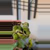 plant/Hoya Compacta Variegata - Hindu Rope-0-thumbnail