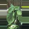 plant/Variegated Heart Leaf Philodendron-0-thumbnail