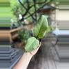 plant/Hoya meridithi 3”-0-thumbnail