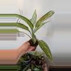 plant/Chinese Evergreen-0-thumbnail