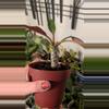 plant/Euphorbia milloti-0-thumbnail