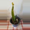 plant/Dragon fruit-0-thumbnail