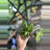 plant/Hoya dolichosparte 3”-0-thumbnail