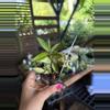 plant/Hoya lacunosa gold lunar 3”-0-thumbnail