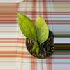 plant/Hoya Jennifer-0-thumbnail