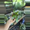 plant/Hoya griffiti splash 3”-0-thumbnail