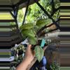 plant/Hoya aceh ghomas 3”-0-thumbnail