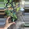 plant/Hoya aenochydoies 3” #2-0-thumbnail