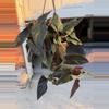 plant/Red arrow Syngonium-0-thumbnail