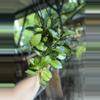 plant/Hoya australis lisa 5”-0-thumbnail