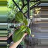 plant/Hoya ah 035 3”-0-thumbnail