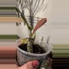 plant/Euphorbia milloti-0-thumbnail