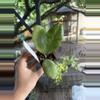 plant/Hoya larisa 3”-0-thumbnail