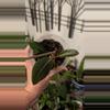 plant/Euphorbia milloti-1-thumbnail
