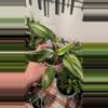plant/Philo white princess-0-thumbnail