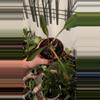 plant/Euphorbia milloti-2-thumbnail