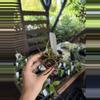 plant/Hoya acicularis 3”-0-thumbnail