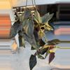 plant/Red arrow Syngonium-2-thumbnail