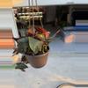 plant/Red arrow Syngonium-1-thumbnail