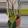 plant/Lemon Meringue Pothos-0-thumbnail
