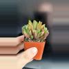 plant/Haworthia plant - 2" pot-2-thumbnail