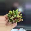 plant/Haworthia plant - 2" pot-0-thumbnail