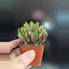 plant/Haworthia plant - 2" pot-1-thumbnail