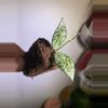 plant/Lacunosa hoya silver lime top cut unrooted in plug-0-thumbnail