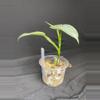 plant/3” Philo. ‘Silver Sword’-2-thumbnail