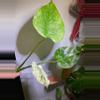 plant/Monstera mint rooted top cut-0-thumbnail