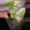 plant/Monstera white snow lightly rooted top cut -0-thumbnail