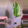 plant/Aglaonema pink siam -0-thumbnail