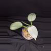 plant/3” Philo. ‘Silver Sword’-0-thumbnail